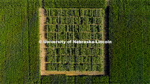 David Holding, Associate Professor of Agronomy and Horticulture, and his team is pollenating popcorn