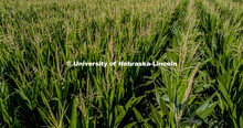 David Holding, Associate Professor of Agronomy and Horticulture, and his team is pollenating popcorn