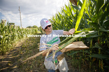 Leandra Parsons, PhD student from Oakley, KS, bags the tassels of the popcorn hybrid she is research