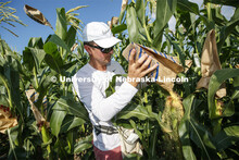 David Holding, Associate Professor of Agronomy and Horticulture, and his team is pollenating popcorn