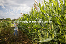 Leandra Parsons, PhD student from Oakley, KS, bags the tassels of the popcorn hybrid she is research
