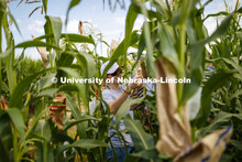 Leandra Parsons, PhD student from Oakley, KS, bags the tassels of the popcorn hybrid she is research