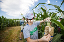 Leandra Parsons, PhD student from Oakley, KS, bags the tassels of the popcorn hybrid she is research