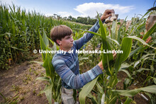 Payton Knutzen-Young, senior in chemistry from Lincoln, bags the tassels of the popcorn hybrid he is