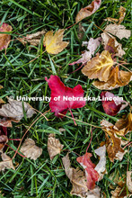 Fall leaves in the grass on City Campus. October 28, 2019. 