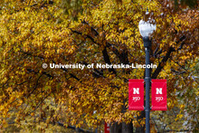 Fall trees on City Campus. October 29, 2019. 