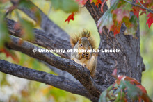 Squirrel eating a nut in a tree on UNL’s City Campus. Squirrel refused to give name. October 30, 2