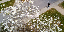 A young man in a Husker hat walks by a magnolia tree in bloom on East Campus. March 31, 2020. 