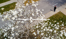 A young man in a Husker hat walks by a magnolia tree in bloom on East Campus. March 31, 2020. 