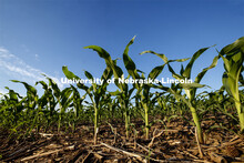 Corn grows in a field north of Adams, Nebraska. June 9, 2020. 
