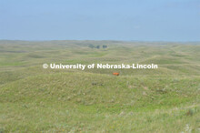 Cattle and livestock on the Diamond Bar Ranch north of Stapleton, NE, in the Nebraska Sandhills. Jun