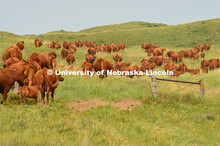 Cattle and livestock on the Diamond Bar Ranch north of Stapleton, NE, in the Nebraska Sandhills. Jun