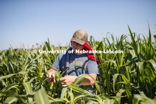 Isaac Stevens uses a punch to collect samples from the leaves of several corn plants in each plot at