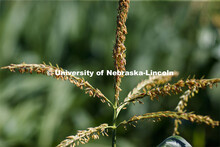Close up of tassels on the tops of corn plants in the University of Nebraska–Lincoln’s Departmen