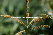 Close up of tassels on the tops of corn plants in the University of Nebraska–Lincoln’s Departmen
