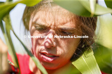 Sierra Conway uses a punch to collect samples from the leaves of several corn plants in each plot at