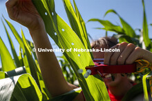 Sierra Conway uses a punch to collect samples from the leaves of several corn plants in each plot at