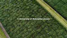 Students use a punch to collect samples from several corn plants in each plot at the University of N