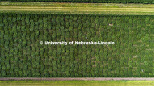Students use a punch to collect samples from several corn plants in each plot at the University of N