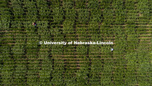Students use a punch to collect samples from several corn plants in each plot at the University of N