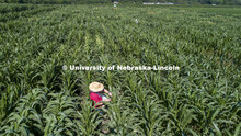 Students use a punch to collect samples from several corn plants in each plot at the University of N