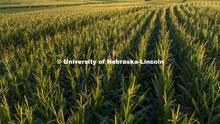 Corn fields tassel north of Adams, Nebraska. July 17, 2020. 