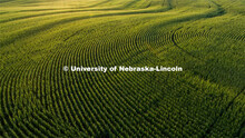 Corn fields tassel north of Adams, Nebraska. July 17, 2020. 