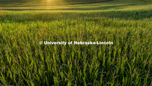 Corn fields tassel north of Adams, Nebraska. July 17, 2020. 