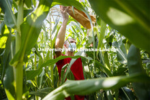 David Holding, Associate Professor of Agronomy and Horticulture, and Caleb Wehrbein, senior in plant