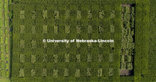 David Holding, Associate Professor of Agronomy and Horticulture, and Caleb Wehrbein, senior in plant