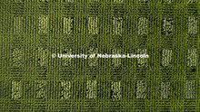 David Holding, Associate Professor of Agronomy and Horticulture, and Caleb Wehrbein, senior in plant