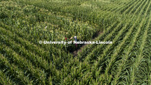 David Holding, Associate Professor of Agronomy and Horticulture, and Caleb Wehrbein, senior in plant