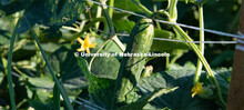 Cucumber plants growing in the garden plots at Cooper Farm in Omaha, Nebraska. July 22, 2020. 