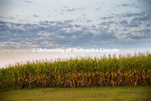 Corn fields are drying down in southeast Lancaster County. August 28, 2020. 