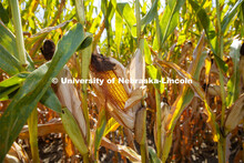 Corn fields are drying down in southeast Lancaster County. August 30, 2020. 