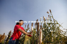 Isabele Sigmon, freshman for Hickory, NC, cuts bagged sorghum panicles. The seeds will be sorted and