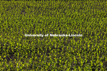 New corn is highlighted by the morning sun in northeast Gage County. June 3, 2021. 