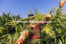 Extra pollen falls to the ground as Cleopatra Babor slowly pulls the tassel from its protective bag 