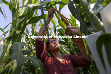 Extra pollen falls to the ground as Cleopatra Babor slowly pulls the tassel from its protective bag 