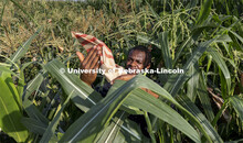 Jonathan Niyorukundo taps a pollination bag to collect the corn pollen in the research field. Profes