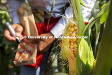Sweet corn crossed with colored corn shows the coloration of its kernels. The corn is 20-25 days aft