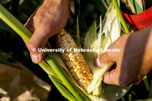 Sweet corn crossed with colored corn shows the coloration of its kernels. The corn is 20-25 days aft