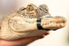 Students pet and hold animals during the End of Year Bash inside the East Campus Union on Saturday, 