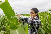 Lina Lopez, a research technologist for James Schnabel’s crew, samples a corn leaf while field phe