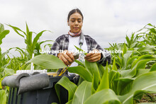 Lina Lopez, a research technologist for James Schnabel’s crew, samples a corn leaf while field phe