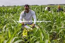Michael Tross, a PhD student from St. Kitts and Nevis, samples a corn leaf while field phenotyping c