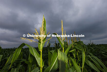 Corn tassels reach to a cloudy sky in James Schnable’s field northeast of 84th and Havelock. July 