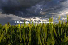 Corn tassels reach up to a story sky in southern Lancaster County. July 14, 2022. 