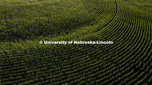Corn field south of Bennet, Nebraska. July 15, 2022. 