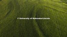 Corn field south of Bennet, Nebraska. July 15, 2022. 